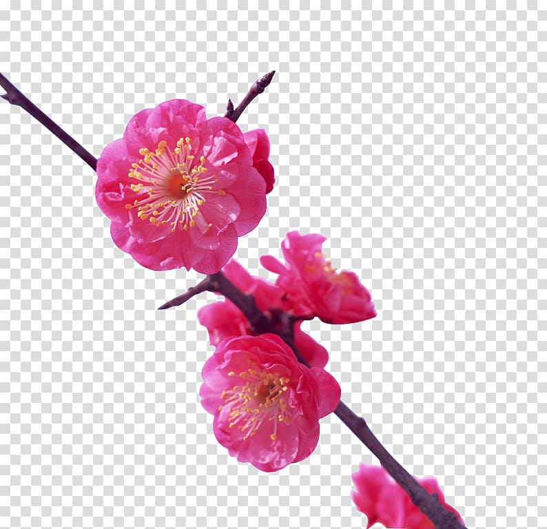Japan Plum blossom Flower Cherry blossom , A peach blossom transparent background PNG clipart