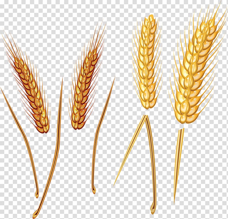 Emmer Straw , wheat transparent background PNG clipart