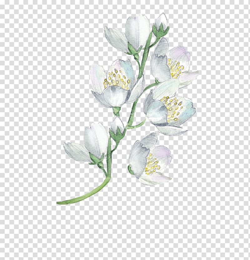 White Flowers, Watercolor Painting Flower Floral Design Illustration, Watercolor Flowers Transparent Background Png Clipart | Hiclipart