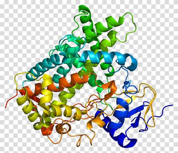 Cytochrome P450 CYP1A2 Enzyme CYP2C19, Stilbenoid transparent background PNG clipart