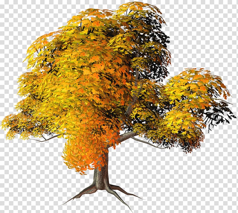 Autumn Tree , Large Yellow Fall Tree , yellow and orange leafed tree transparent background PNG clipart