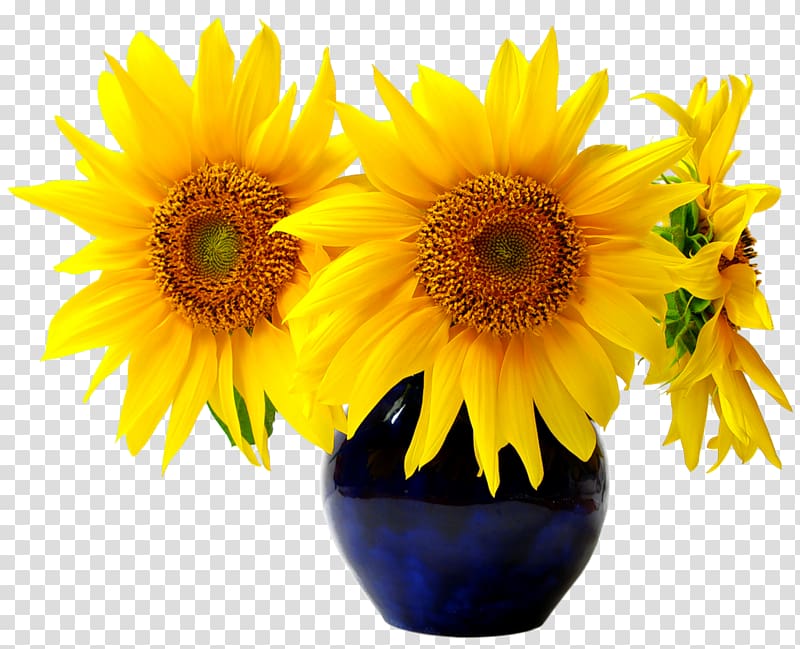 Common sunflower Sunflower seed Ornamental plant, flower transparent background PNG clipart