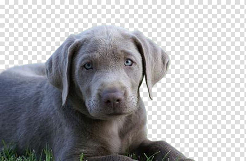 Labrador Retriever Weimaraner Puppy Dog breed Blue Lacy, charcoal labs transparent background PNG clipart