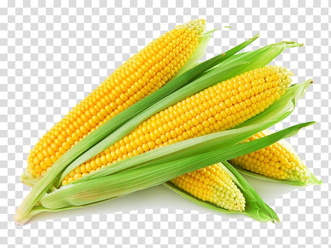 yellow corn illustration, Maize Corn flakes Corn starch Cornmeal Food, Golden corn transparent background PNG clipart