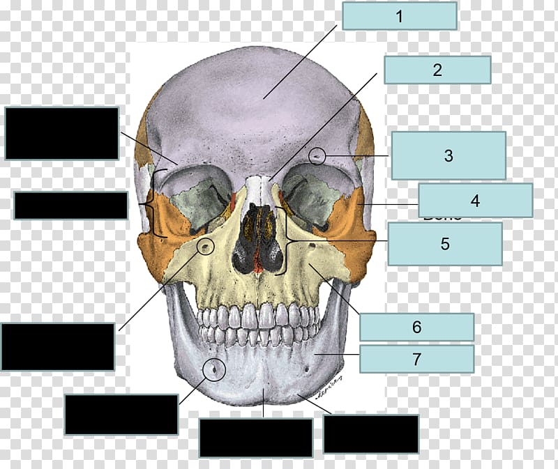 Frontal bone Sphenoid bone Human skull Maxilla, skull transparent background PNG clipart