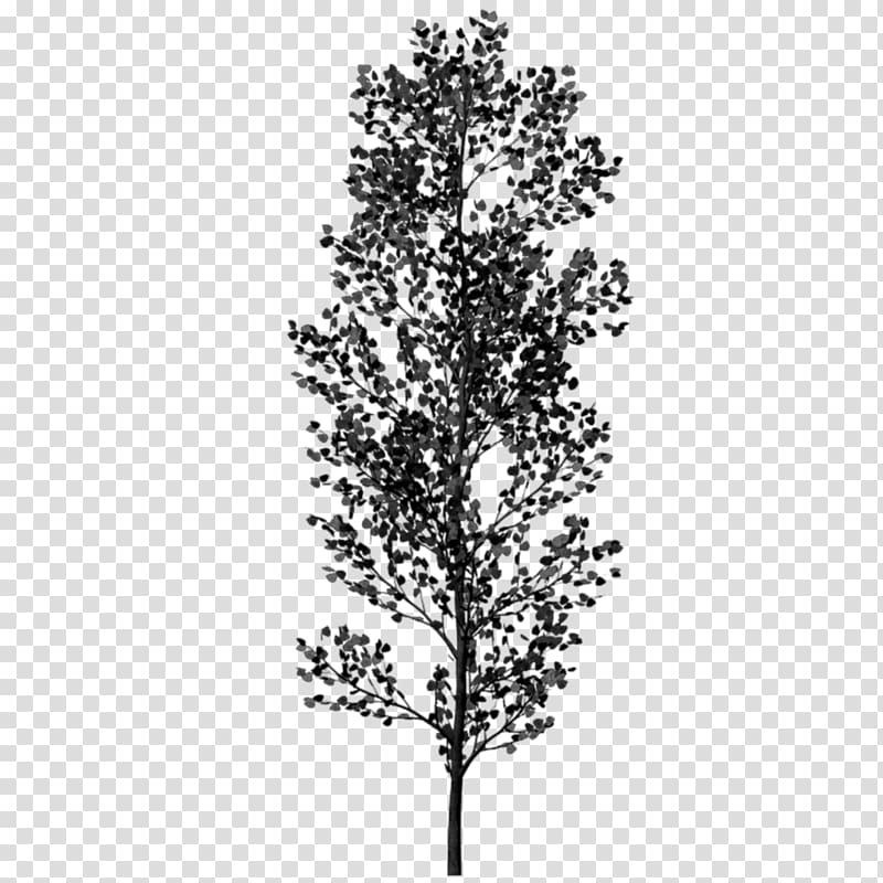 Twig Black and white Tree, tree transparent background PNG clipart
