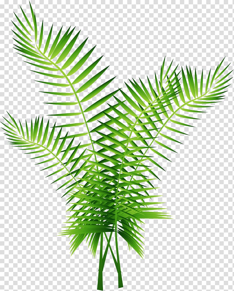 Arecaceae Euclidean Computer file, green palm tree decoration transparent background PNG clipart