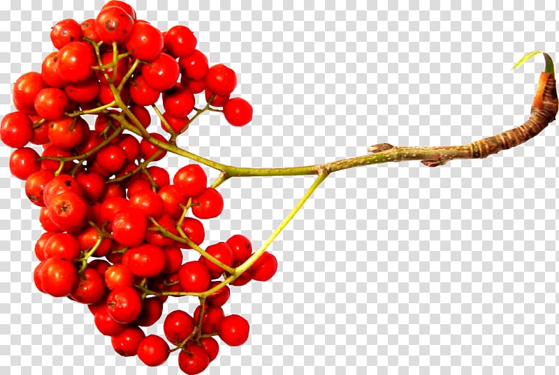 Sorbus aucuparia , wheat transparent background PNG clipart