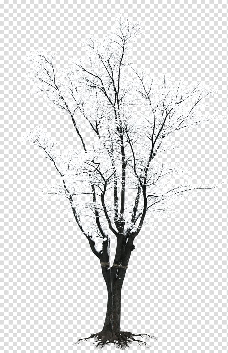 snow falls on a tree branch transparent background PNG clipart