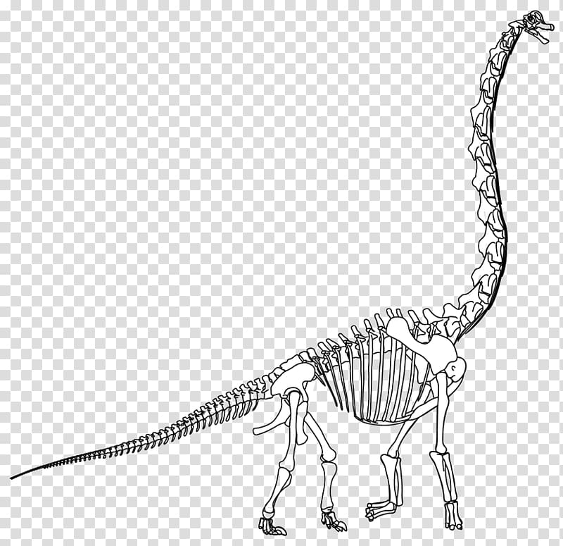 Velociraptor Tyrannosaurus Terrestrial animal Extinction Line art, dinosaur skeleton transparent background PNG clipart