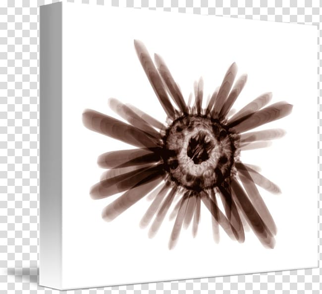 Gallery wrap Canvas Sea urchin Art Printmaking, Sea Urchin transparent background PNG clipart