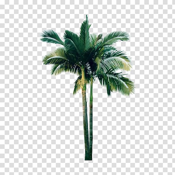 green coconut tree illustration, Flower Shrub , Coconut tree deductible element transparent background PNG clipart