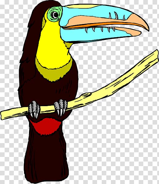 Toucan Bird , Beak transparent background PNG clipart