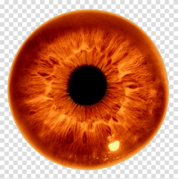 Iris recognition Human eye Pupil, Eye transparent background PNG clipart