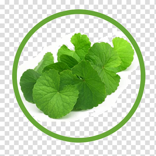 Centella asiatica Herb Dietary supplement Food Waterhyssop, others transparent background PNG clipart