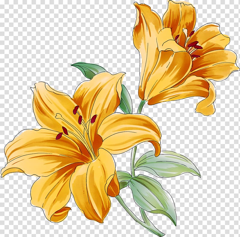 yellow lilies art, Flower Drawings Watercolor painting , lily of the valley transparent background PNG clipart
