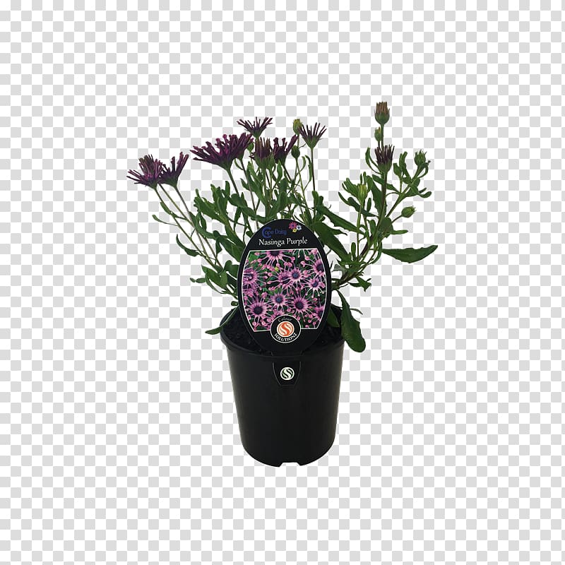 Lavender Flowerpot Houseplant Purple Cut flowers, balcony plants decoration 18 0 1 transparent background PNG clipart