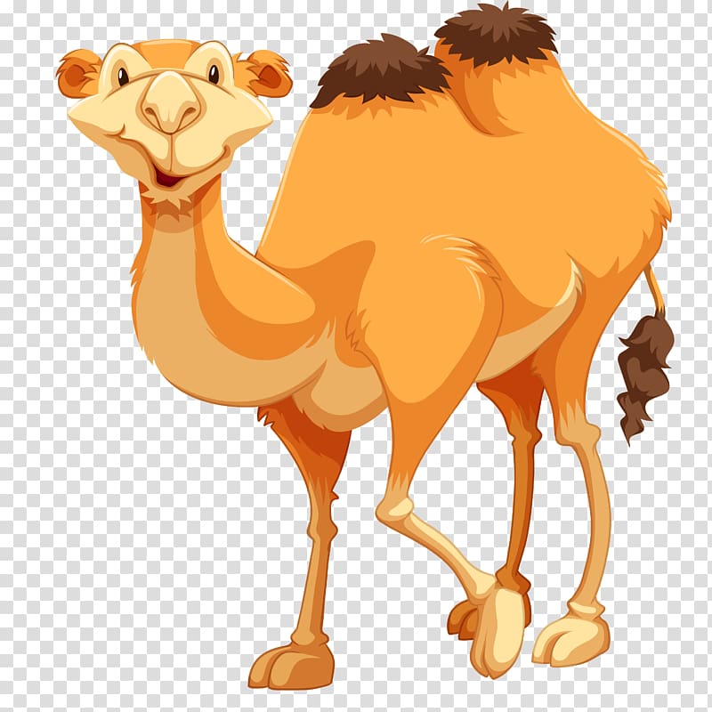 Camel , camel transparent background PNG clipart