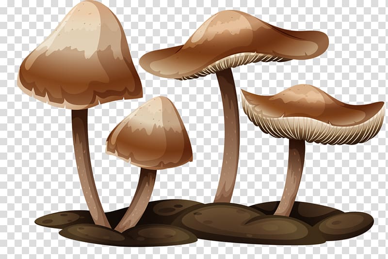 Gilled mushrooms , mushroom transparent background PNG clipart