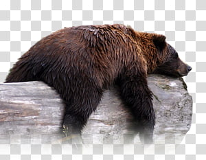 bear PNG transparent image download, size: 620x752px