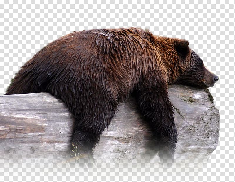 Grizzly bear Alaska Wildlife Conservation Center Alaska Peninsula brown bear Polar bear, bear transparent background PNG clipart