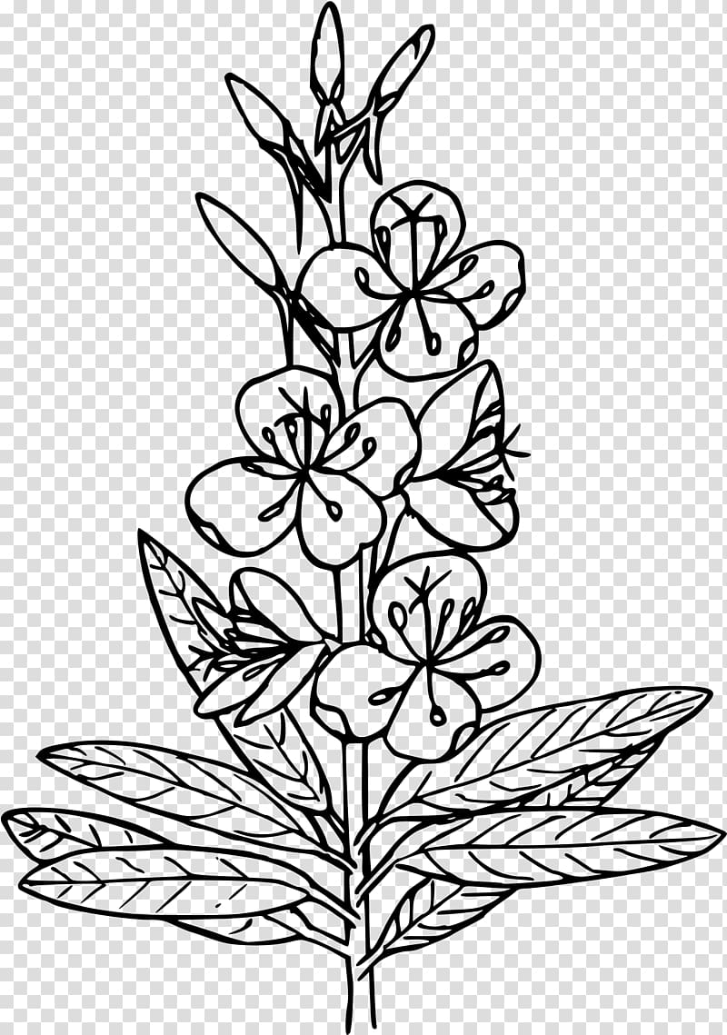 Coloring book Fireweed Herb Blake Studies in Japan; A Bibliography of Works on William Blake Published in Japan 1893-1993 , Herbs transparent background PNG clipart