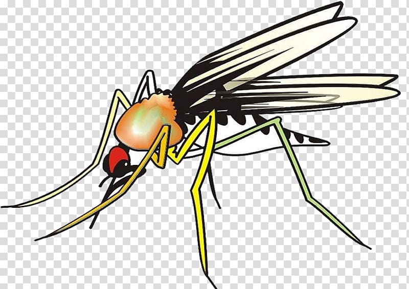 Aedes Insect Marsh Mosquitoes Hematophagy, Mosquito Brief transparent background PNG clipart