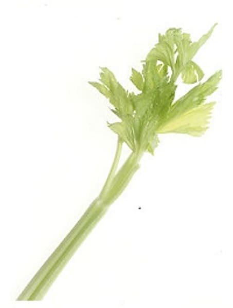 Celeriac Plant stem Leaf vegetable , Celery Stick transparent background PNG clipart