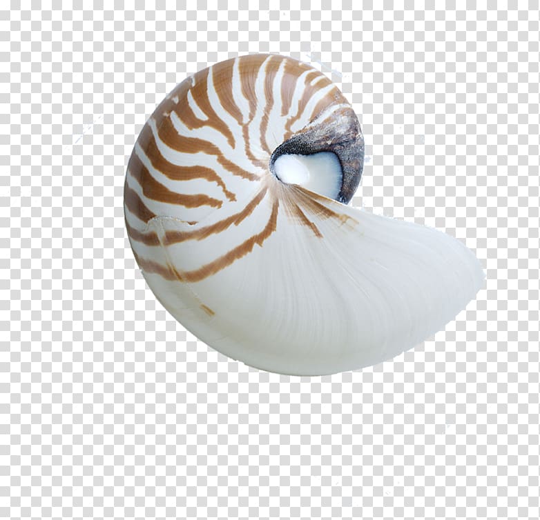 Chambered nautilus Nautilidae Seashell Sea snail Conchology, Lo, Lo child, Taobao material transparent background PNG clipart