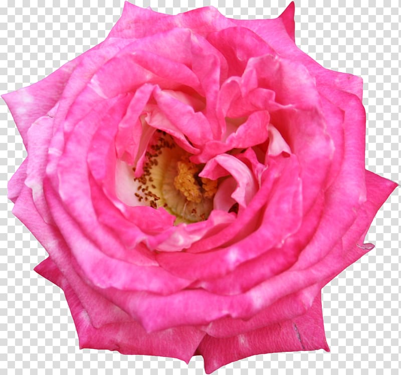 Garden roses Centifolia roses Floribunda Cut flowers, 情人节玫瑰 transparent background PNG clipart