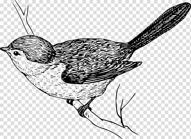 Bird Wren Drawing , Bird transparent background PNG clipart