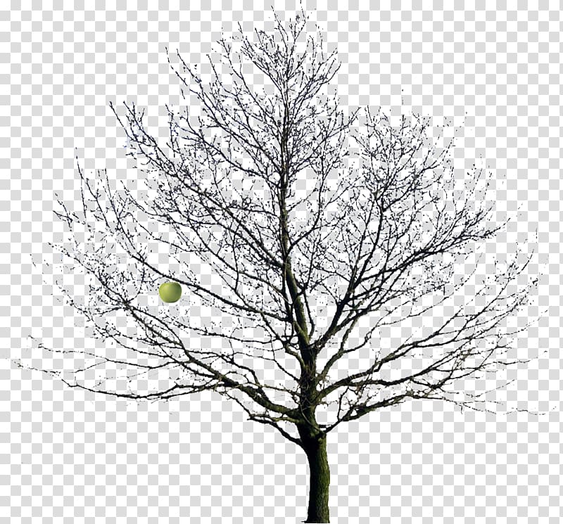 Tree Drawing Oak , winter transparent background PNG clipart