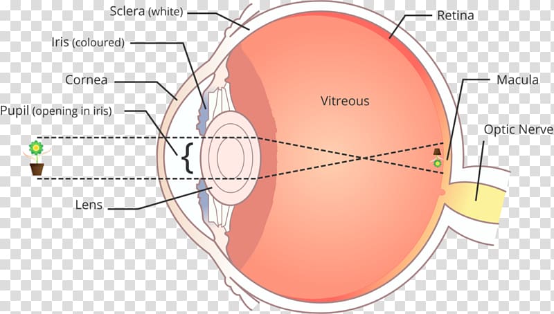 Retinal scan Human eye Fibrous tunic of eyeball, Eye transparent background PNG clipart