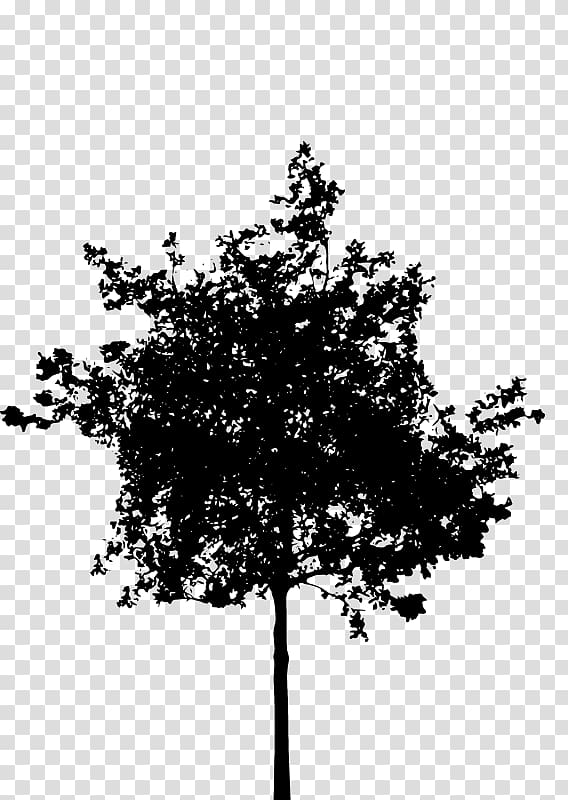 Silhouette Tree , Silhouette transparent background PNG clipart