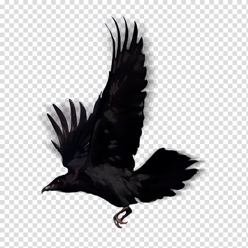 Bird American crow Common raven, lovebirds transparent background PNG clipart