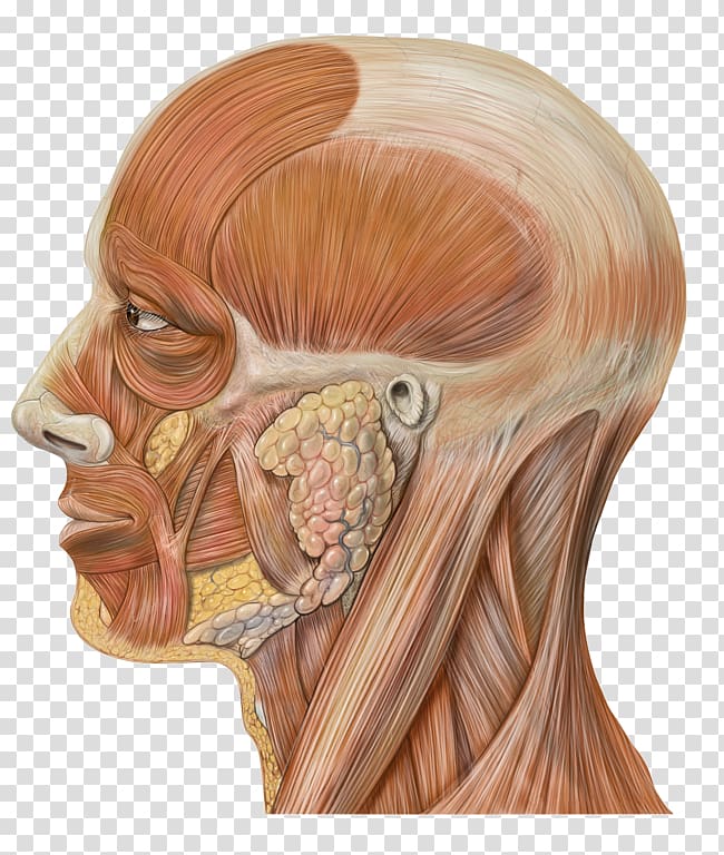 Head and neck anatomy Human head Face, muscles transparent background PNG clipart