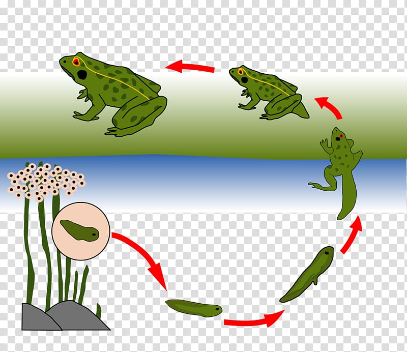 Toad True frog Biological life cycle Tree frog, frog animation transparent background PNG clipart