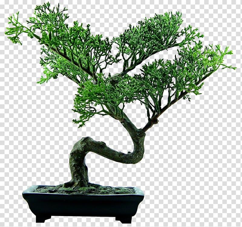 green tree illustration, I eat Plants for a Living Gratitude Honest Where Ive been That is All, Bonsai Tree transparent background PNG clipart