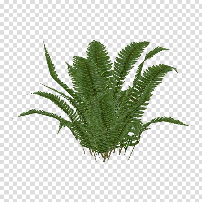 Zoo Tycoon 2 Ostrich Fern Polystichum munitum Plant, fern transparent background PNG clipart