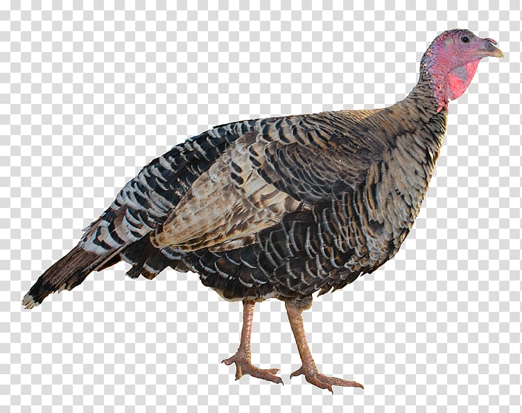 Royal Palm turkey Jennie-O, peacock transparent background PNG clipart