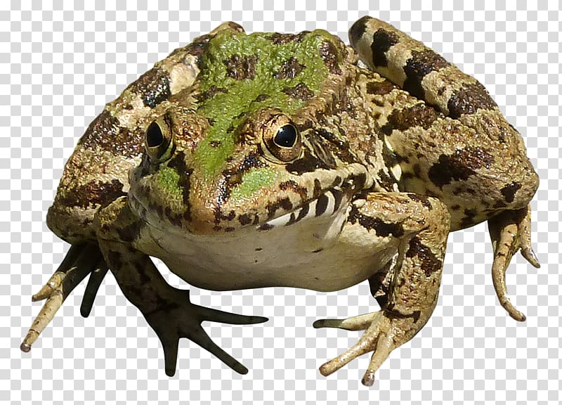 True frog, Frog transparent background PNG clipart