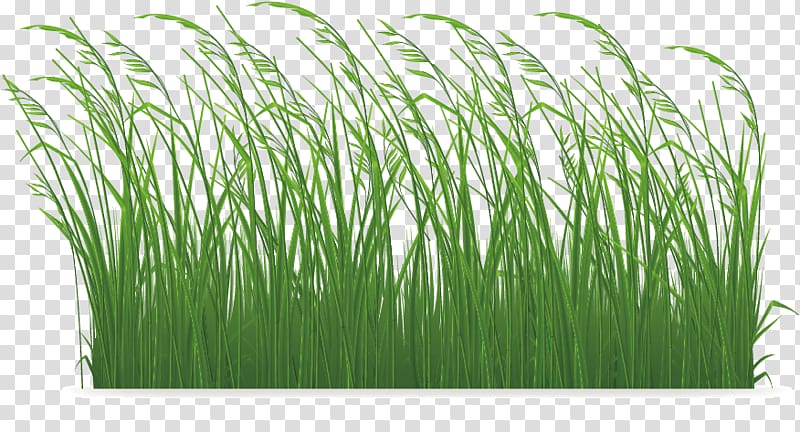 Grasses , Grass transparent background PNG clipart