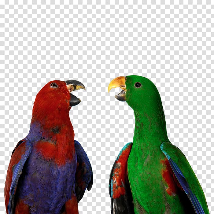 Bird Eclectus parrot Cockatoo u9ce5u985e: u9e1au9d61 Parrot training, parrot transparent background PNG clipart