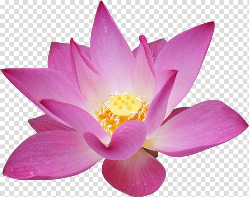 Flower Garden roses Lotus Desktop , gold flower transparent background PNG clipart