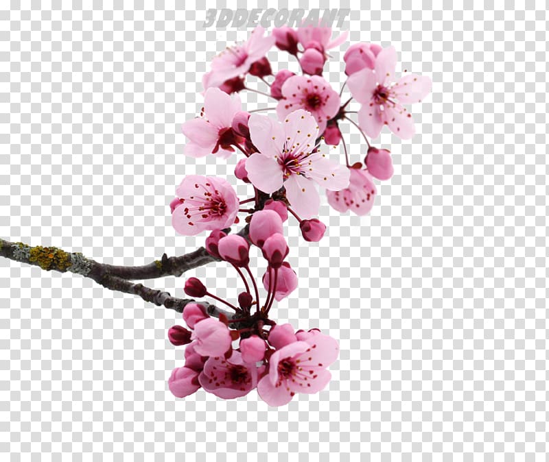 National Cherry Blossom Festival Pink flowers, cherry blossom transparent background PNG clipart