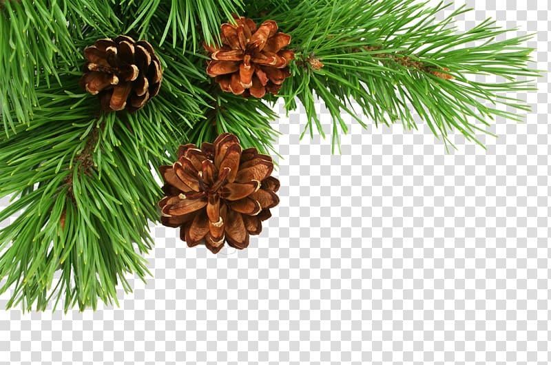 Christmas tree Pine Conifer cone, fir-tree transparent background PNG clipart