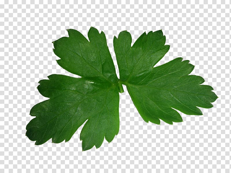 Salsa Parsley Coriander Herb Leaf, Leaf transparent background PNG clipart