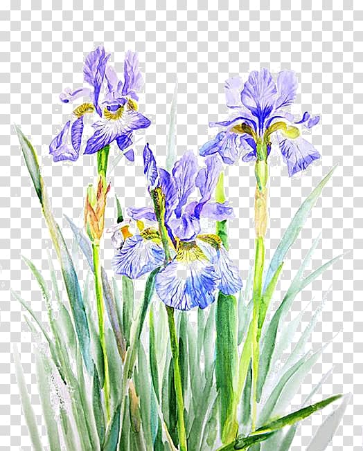 Northern blue flag Watercolor painting Computer Icons , Irises transparent background PNG clipart