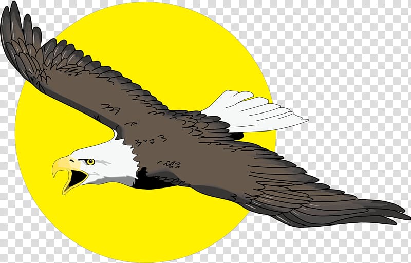 Bald Eagle Free content , Hand-painted eagle and sun transparent background PNG clipart
