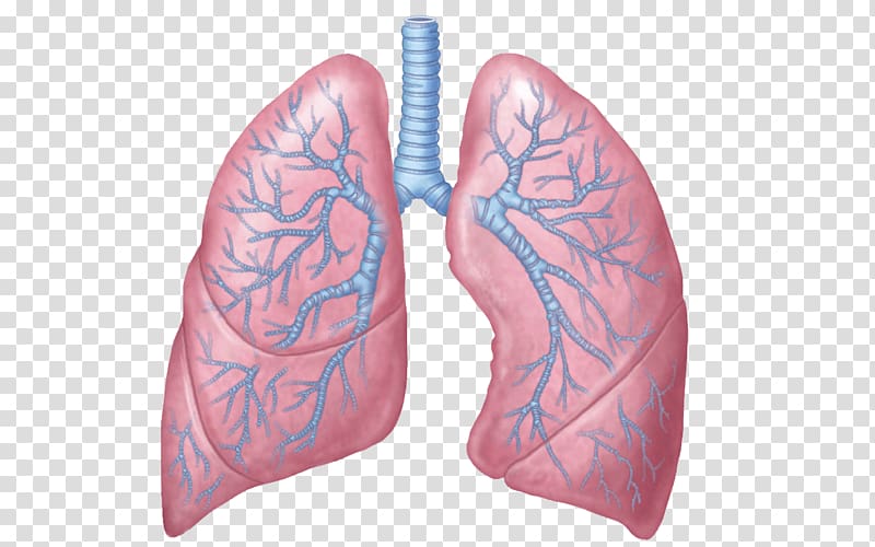 Lung Anatomy Respiratory system Respiration Human body, Personal Use transparent background PNG clipart